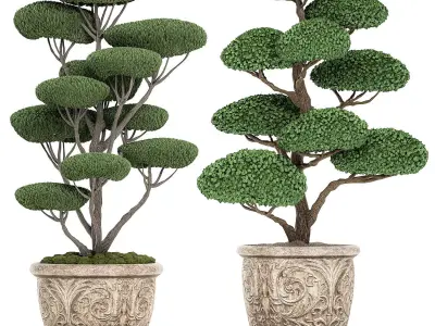 Topiar tree in classic flowerpots for parks and garden 500 3D model