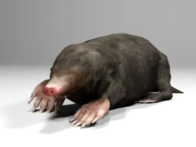 Mole Rigged Low-poly 3D model