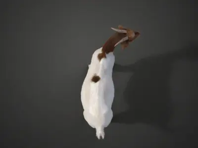 Boer Goat  with 6 Animations VFX Grace 3D model