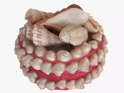 Box with seashells Low-poly 3D model