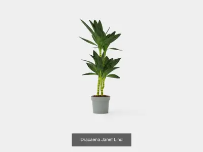 Collection of Houseplants - 5 Models