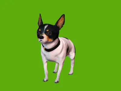 Chihuahua dog 3D model