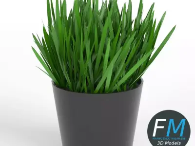 Grass in a pot 1 3D model