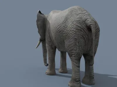 PRO Elephant 4K Animated - 2022 Upgrade 3D model