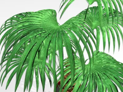 ARECA PALM Low-poly 3D model
