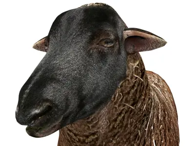 3D Black Sheep Model  Low-poly 3D model purchase