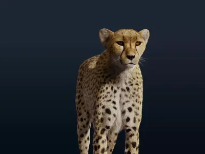 Cheetah Fur 3D model