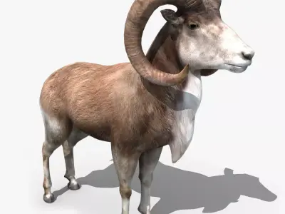 Goat Rigged 01 3D model