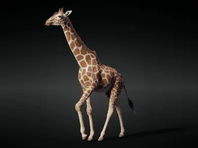 Giraffe Animated 3D model