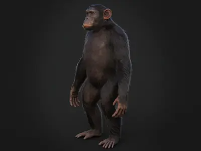 Chimpanzee RIG Xgen Core 3D model