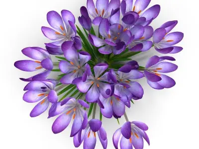Crocus magenta 3D model