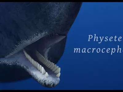 Sperm Whale 3D model