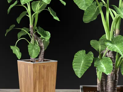 Alocasia DESERT 3D model