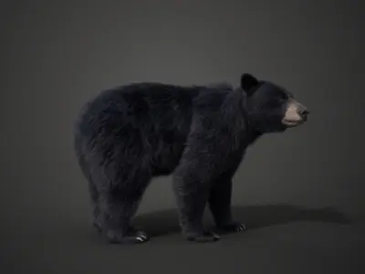 American Black Bear Rigged VFX Grace 3D model
