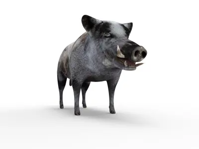 White Boar Rigged 3D Models Low-poly 3D model