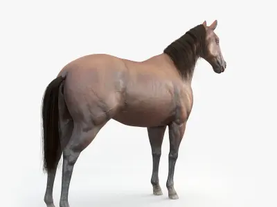 3D Horse RIGGED  FUR Low-poly 3D model