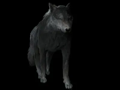 Grey wolf rigged and animated and polar light 3D model