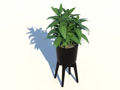 Dracaena and Pot 2 3D model
