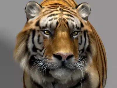 Tiger 3D model