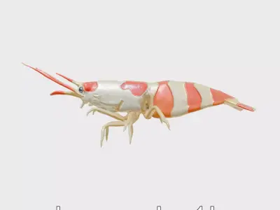 Harlequin Shrimp Model with Clown-Like Markings Low-poly 3D model