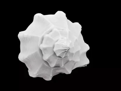 Spiral Seashell 3D print model 3D print model