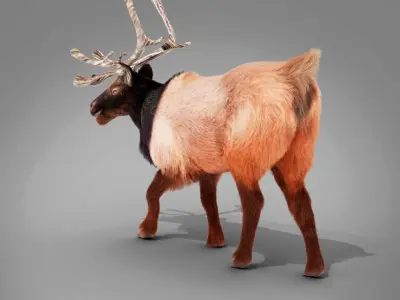 Fur Red Reindeer Rigged Blender  Low-poly 3D model