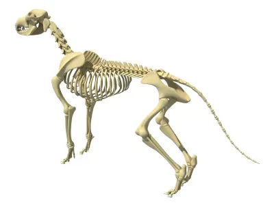 Realistic Dog Skeleton 3D model