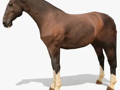 LowPoly Horses Collection volume 1 Low-poly 3D model