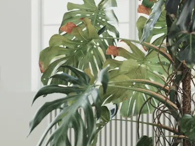 245cm Accurate High-poly Monstera Deliciosa in pot 3D model 3D model