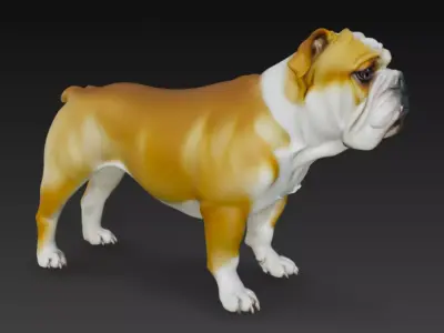 Detailed 3D Bulldog Dog Model 3D model
