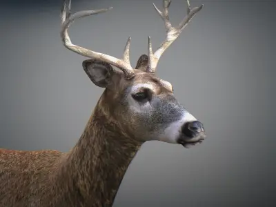 Animated Deer 3D model