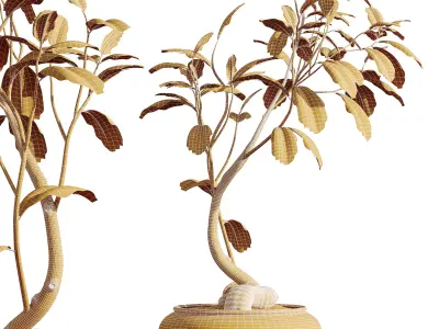 AV HousePlants Japandi Minimalism Ficus Dracaena Marginata12 3D model