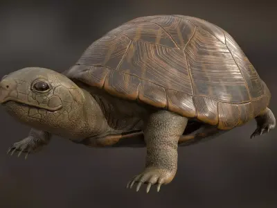 Realistic Turtle 3D model