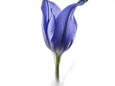 Elegant Blue Flower Blossom 3D Model Low-poly 3D model