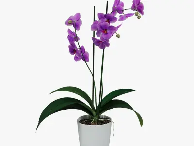 Orchid flower in a pot 3D model