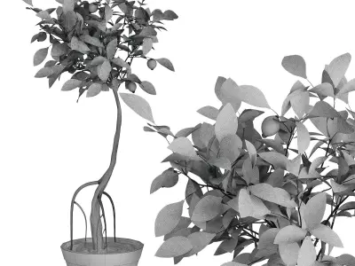 Indoor plant lemon 3D model