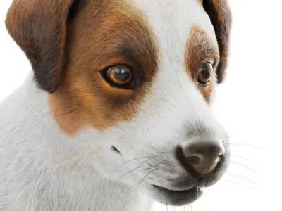 Jack Russell Terrier Dog 3D model