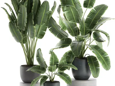 Decorative banana palms in flower pots for the interior 587 3D model