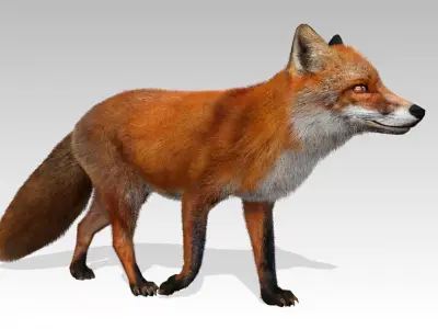 Red Fox Animated Low-poly 3D model