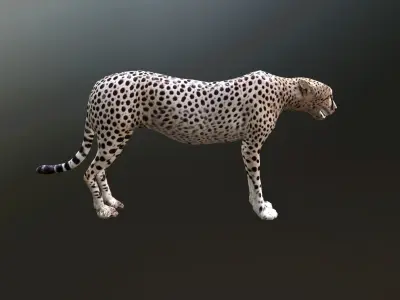 cheetah lowpoly Low-poly 3D model