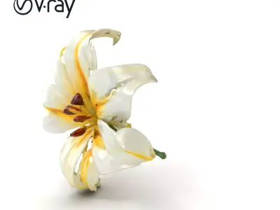 Golden Lily Flower model pack Low-poly 3D model