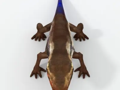 Scratched Skink Low-poly 3D model