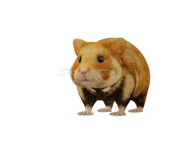 European Hamster Low-poly 3D model
