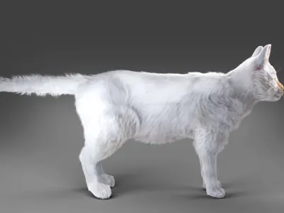 White fur cat No Rigged Low-poly 3D model