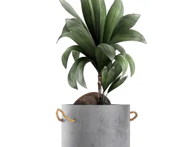 Plants in pots of concrete for the interior 601 3D model