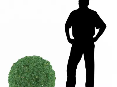 Buxus bush  Free 3D model