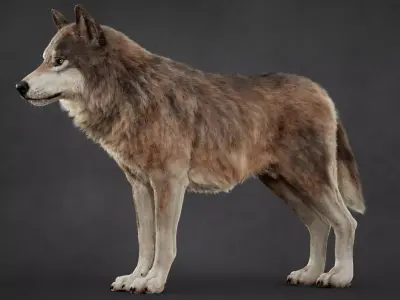 Wolf XGEN CORE RIG 3D model