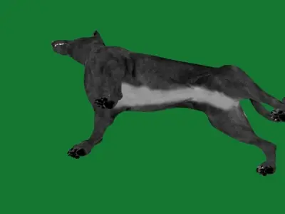 Pharaoh Hound Dog 3D model