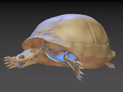 Turtle Skeleton 3D model 3D model