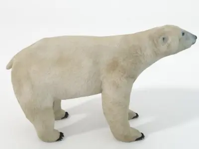 Polar Bear Low-poly 3D model 2